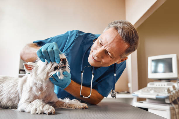 Best Emergency Dental Care for Abscessed Tooth in Leadwood, MO